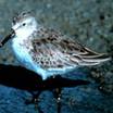 Western Sandpiper